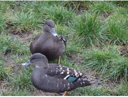 African Black Duck